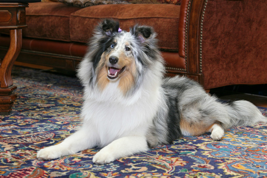 dog-on-oriental-rug